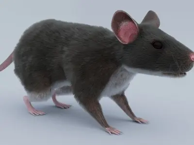 Rat Rigged 3D model 3D model