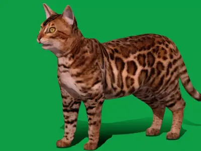 Bengal Cat Low-poly 3D model