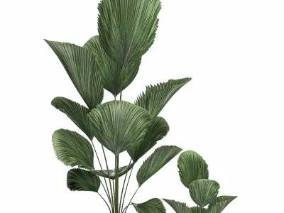 Decorative Licuala palm in a white flowerpot 522 3D model