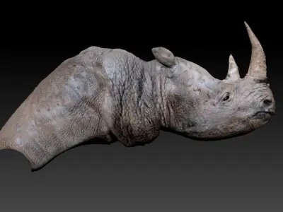 Rhino bust 3D model
