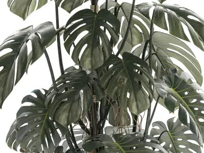 Beautiful Monstera bushes in a flower pot for decoration 1288 3D model