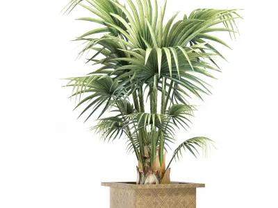 Plants Collection 165 Arabian Sabal Minor 3D model