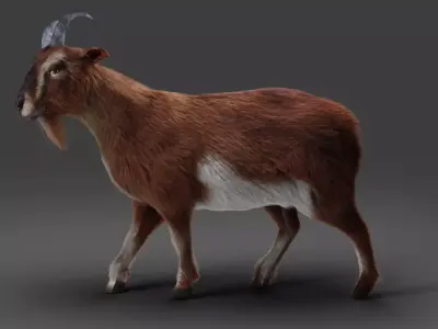 Fur Goat 04 Rigged in Blender  Low-poly 3D model