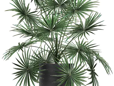 Decorative palm in a flowerpot 716 3D model