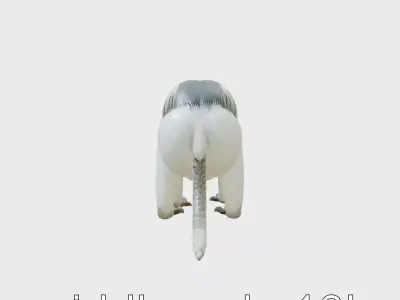 Colobus Monkey 3D Model with Flowing Fur Details Low-poly 3D model