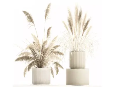 Beautiful bushes pampas grass for decoration in pots 1289 3D model