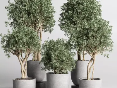 Collection Indoor outdoor plant 161 concrete dirt vase pot tree  Low-poly 3D model