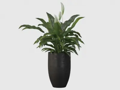 Peace Lily 03 3D model
