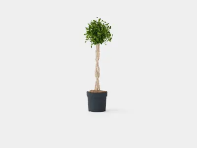 Ficus Nitida braided stem Low-poly 3D model