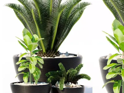 plants set 151 3D model