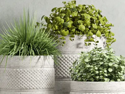 Decorative plant set-61 3D model