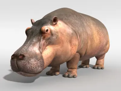 Hippopotamus 3D model