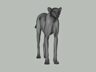 Cheetah Fur 3D model