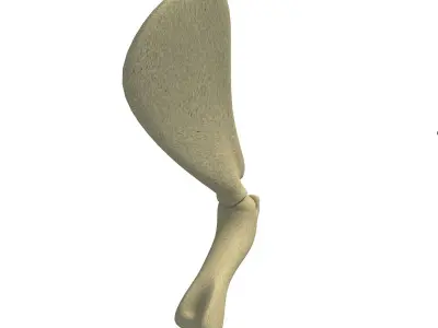 Animal Scapula Upper Bone 3D model