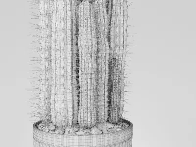 Plant 4 two cactus plants with flowers 3D model