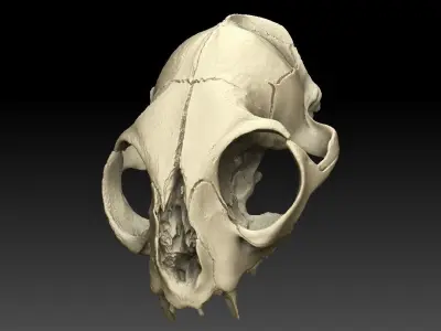 High definition scan of a cat skull with texture map 3D model