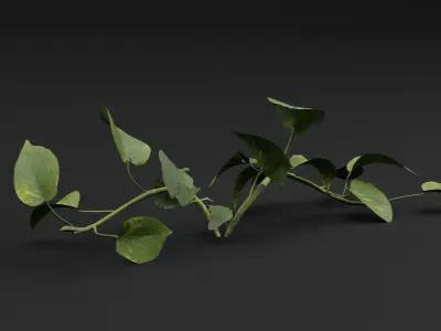 Epipremnum aureum 3D model