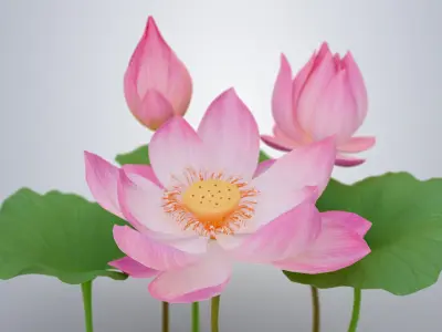 Realistic Lotus Flower and Buds Low-poly 3D model