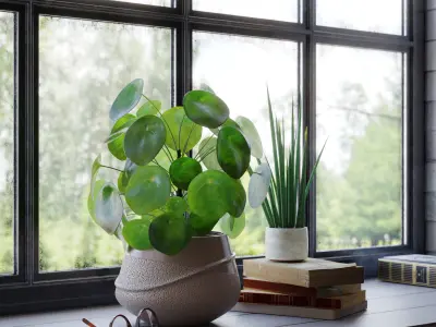 Indoor plants collection 3D model