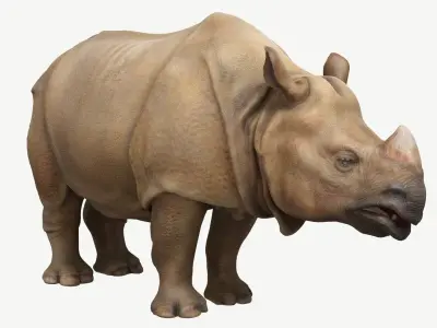 Indian Rhinoceros  Low-poly 3D model