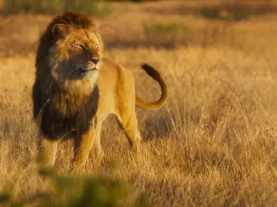 Male Lion Animated VFX Grace 3D model