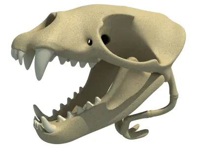 Sea Lion Zalophus Skull 3D model