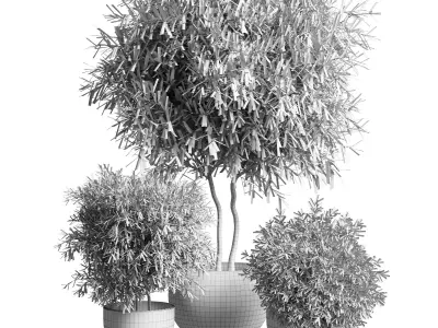 Outdoor plant 11  Low-poly 3D model