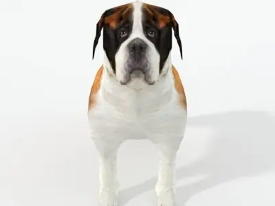 Saint Bernard Low-poly 3D model