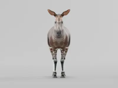 Okapi Forest Giraffe Animals Low-poly 3D model