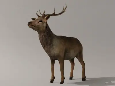 Game Ready Deer Model with antlers Low-poly 3D model