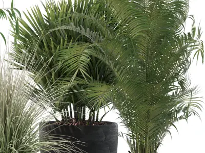 Plants collection 135 3D model