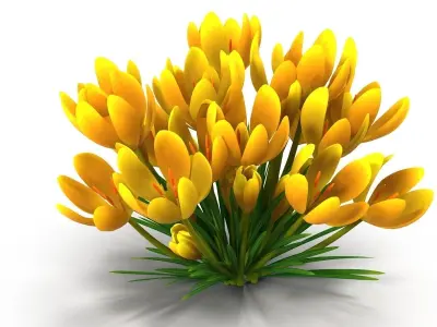 Crocus yellow 3D model