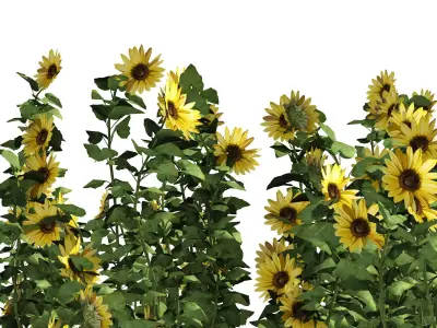 sunflower field Low-poly 3D model
