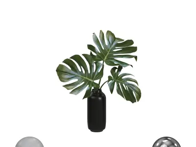 Monstera Leaves 3D model