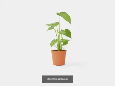 Collection of Houseplants - 5 Models