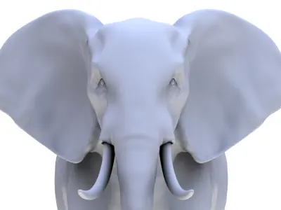 Elephant 3D Model 3D model