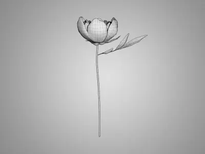 Peony 3D model