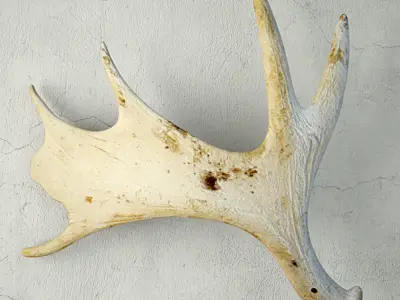 Naturally-Shed Moose Antlers 2 3D model