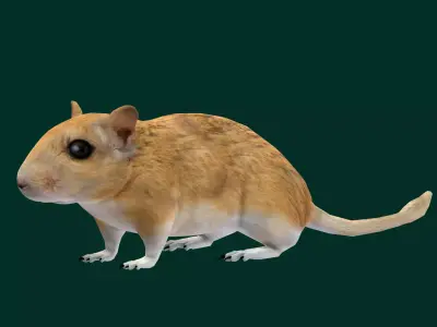 Mongolian Gerbil Rat Rodent Low-poly 3D model