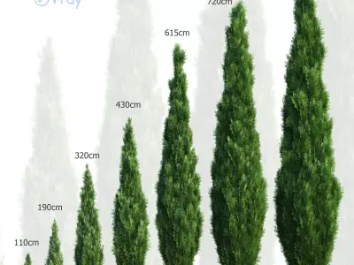 Thuya tree Set - 7 models 3D model