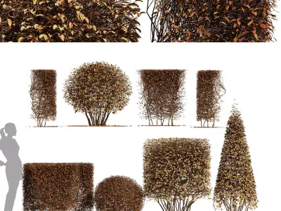 4diffrent bush Dwarf Yaupon Holly Box Spherical Cone Winter Free 3D model