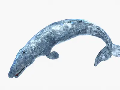 Realistic Gray Whale Rigged Low-poly 3D model