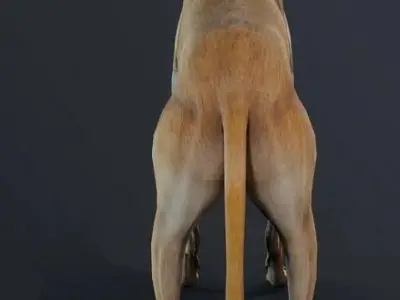 Galgo Street Dog 3D model