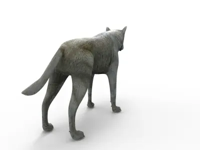 3d White Wolf rigged and animated  Low-poly 3D model