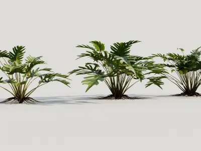 Philodendron xanadu 3D model