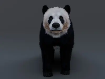 Panda Bear 3D model