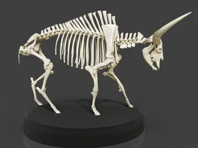 Bison Latifrons Skeleton 3D model