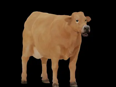 Jersey Cattle Low-poly 3D model