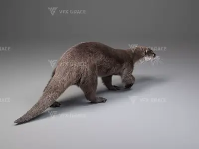 Lutra Animation  Blender 3D Model 3D model