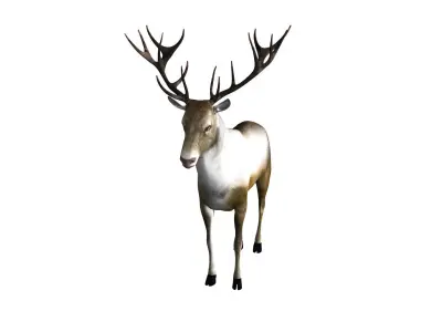 Reindeer RIgged and Animated 3D model
